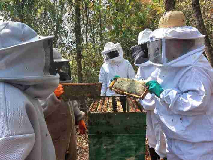 Projeto de apicultura