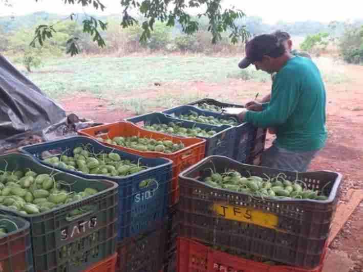 Agricultura familiar produzindo alimentos