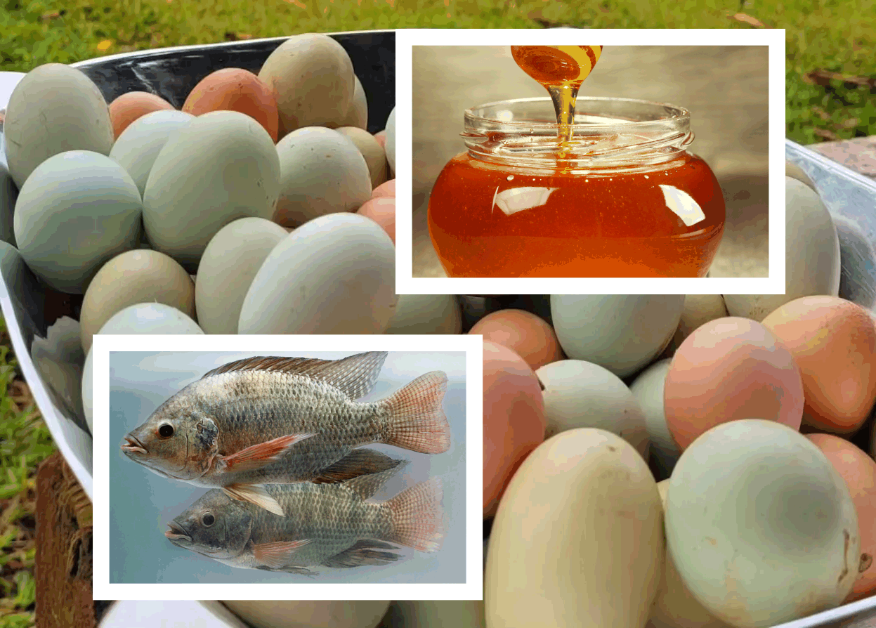 Homem do campo sendo valorizado pela OBRAPAS